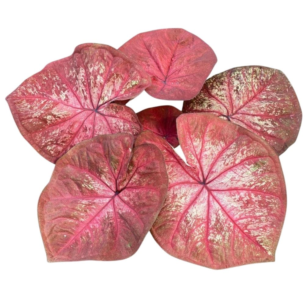 Bulbo de Caladium Thai Dynasty Planta Ornamental Folhagem Exótica Jardim Vaso