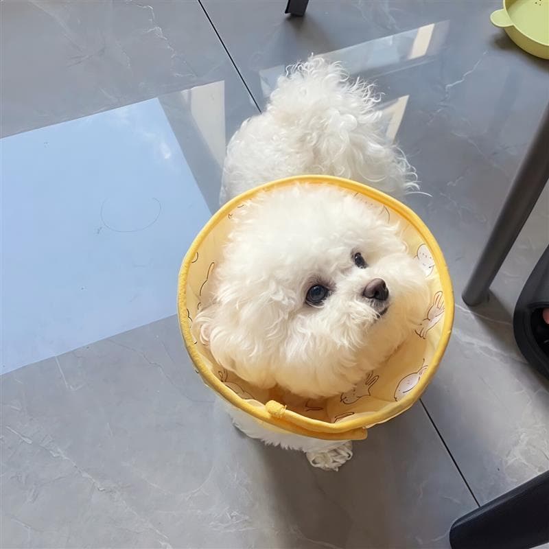 Coleira Elizabeth para cachorro, coleira pequena de tamanho médio, anti-lamber, anti-arranhões, gato, gatinho, esteriliz