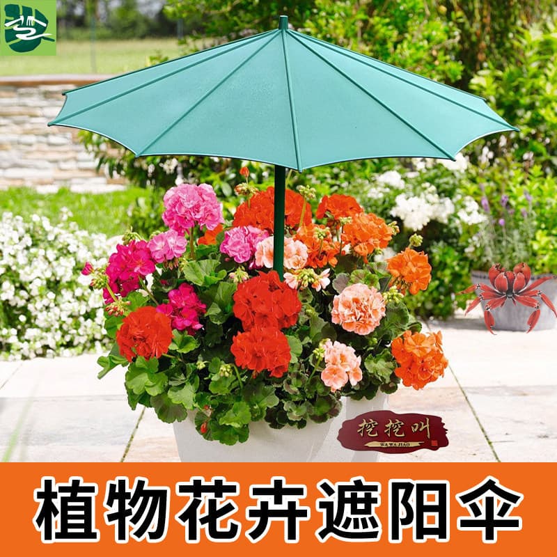 Planta pára-sol flor protetor solar guarda-chuva suculento vaso pára-sol ao ar livre inserir estilo chuva ou chuva dupla