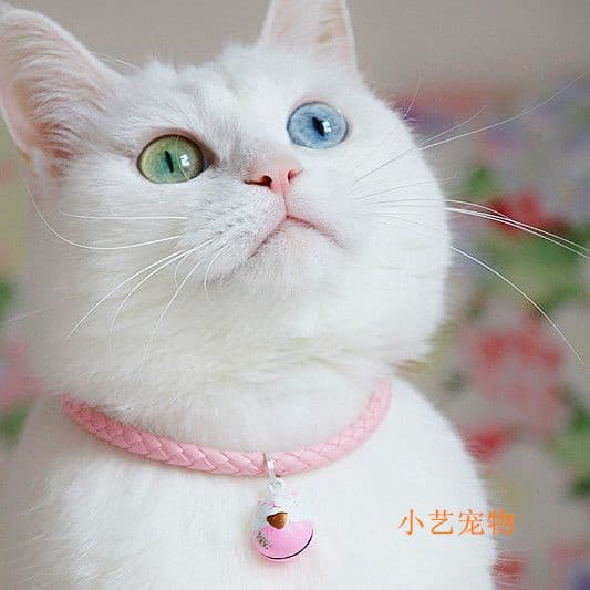 Coleira de gato coleira de sino de gato coleira de gato de britânico curto americano curto Garfield com sin