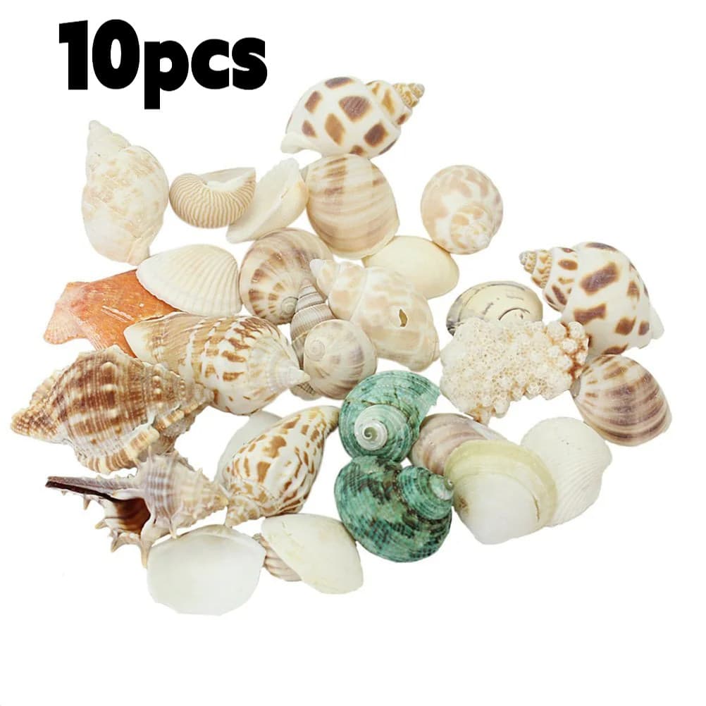 Conjunto De Conchas Coloridas De Praia Com 10 Peças Mistas , Formas Diferentes , Artesanato , Decoração De Casa