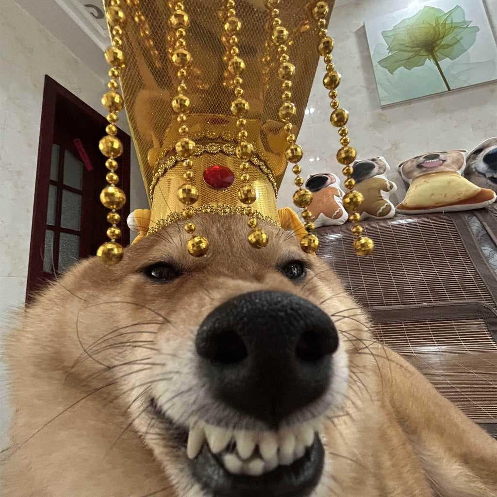 Cão imperador chapéu palácio cocar criativo engraçado gato chapelaria animal de estimação Qin Si coroa cos foto produzid