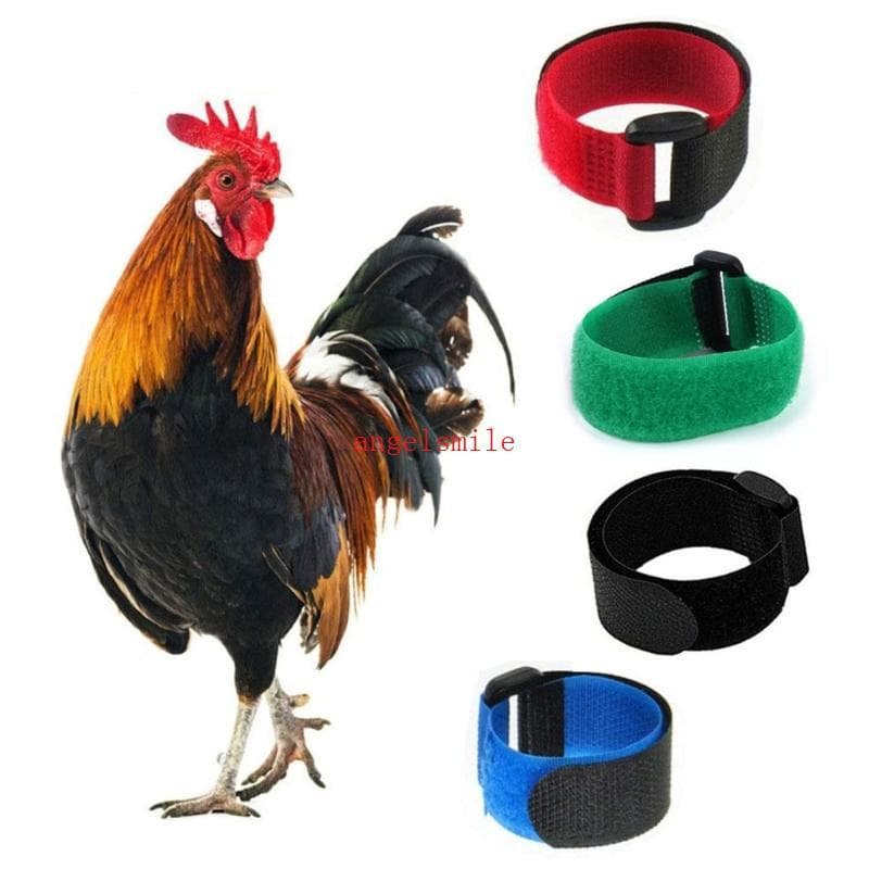Melhor 2 Peças Coleira De Galo De Corvo Barulhento Anti-Gancho Coleiras De Pescoço Suprimentos Para Animais De Estimação