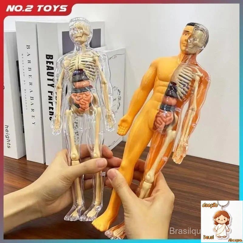 Modelo de Anatomia Humana Esqueleto Modelo de Corpo Humano Modelo de Órgãos Humanos Brinquedos Cognitivos para Crianças