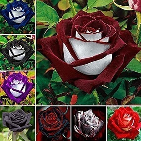 100 sementes de rosas coloridas pra fazer mudas y2 ll Premium