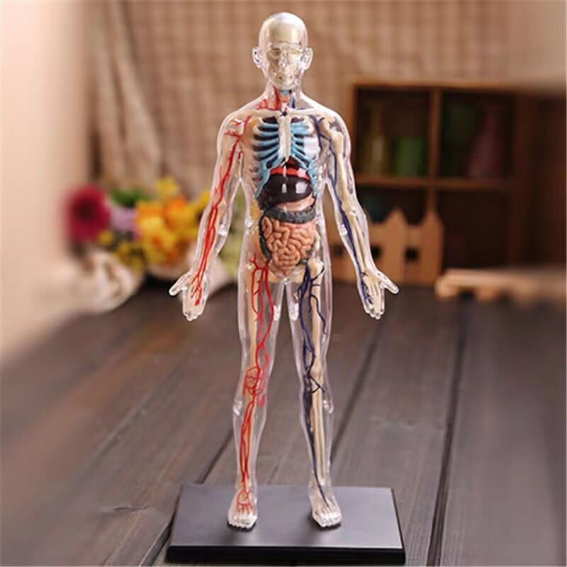 Estrutura biológica do corpo humano do ensino médio, modelo de estrutura óssea, anatomia suja, 3d, montagem médica desta