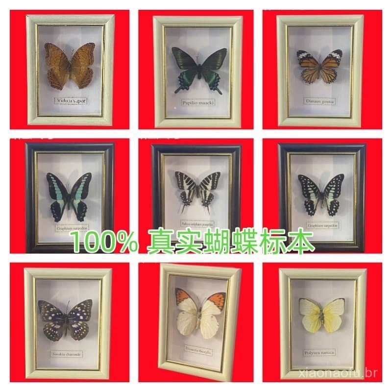 Espécime Popular de Borboleta Real: Borboleta Tigre Listrada em Moldura para Exibição, para Ensino, Decoração de Casa, C