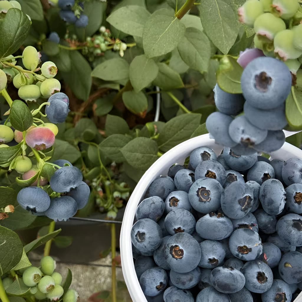 flores ornamentais 100 Sementes De Mirtilo Fáceis De Viver E Crescer planta para vaso