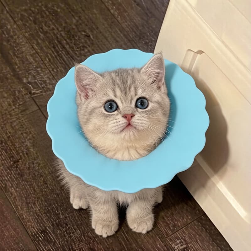 Coleira Elizabeth para gatos, coleira de esterilização para gatos, coleira macia para leite pequeno, Muppet, gato