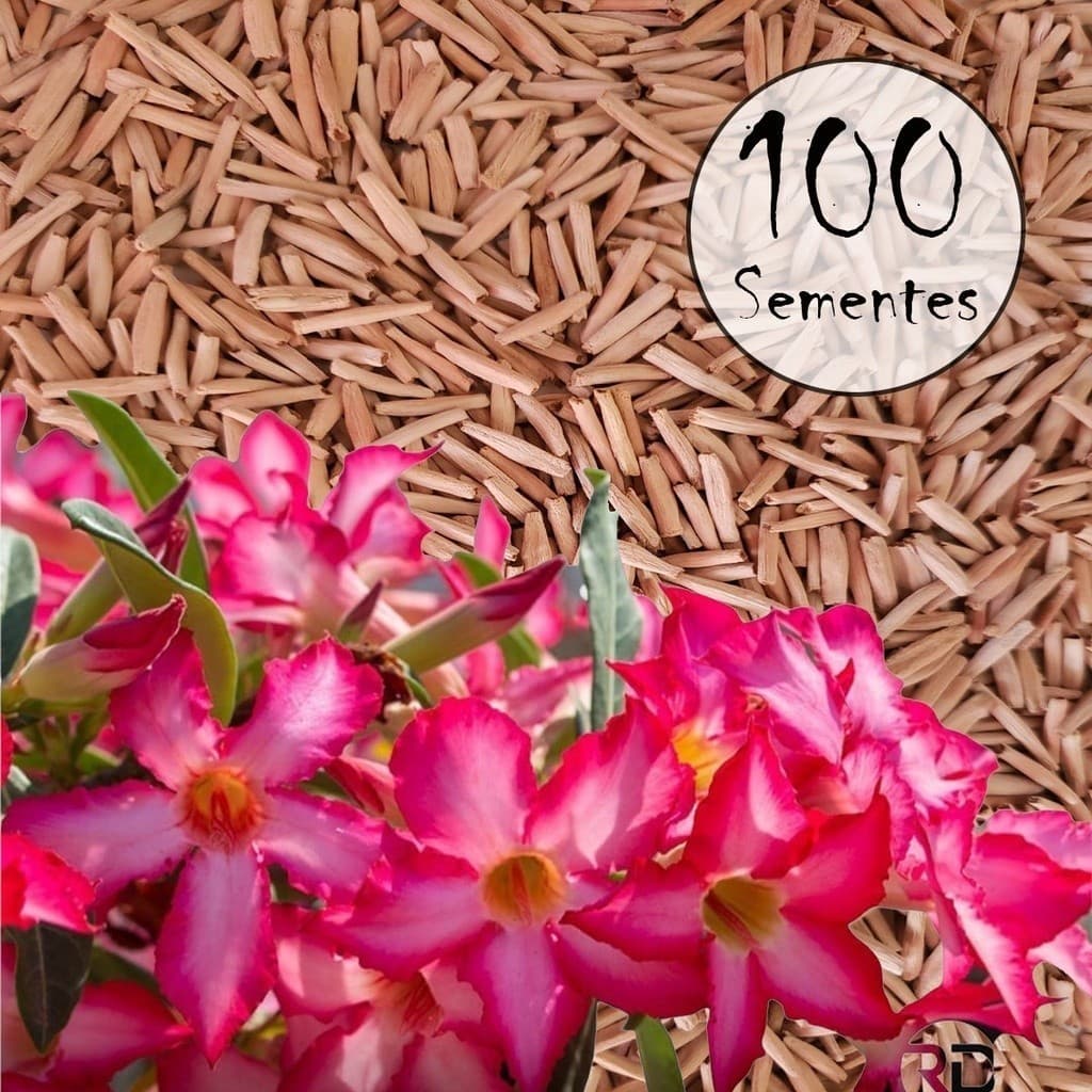 Cultivo Caseiro Sementes Original 5 Sementes de Rosa do Deserto simples - 5 tons de Rosa para horta caseira
