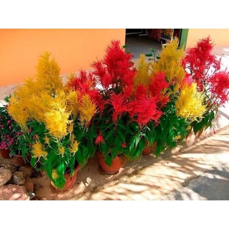 250 Sementes de Celósia Cristata Plumosa Sortidas (  Rabo de Galo ).