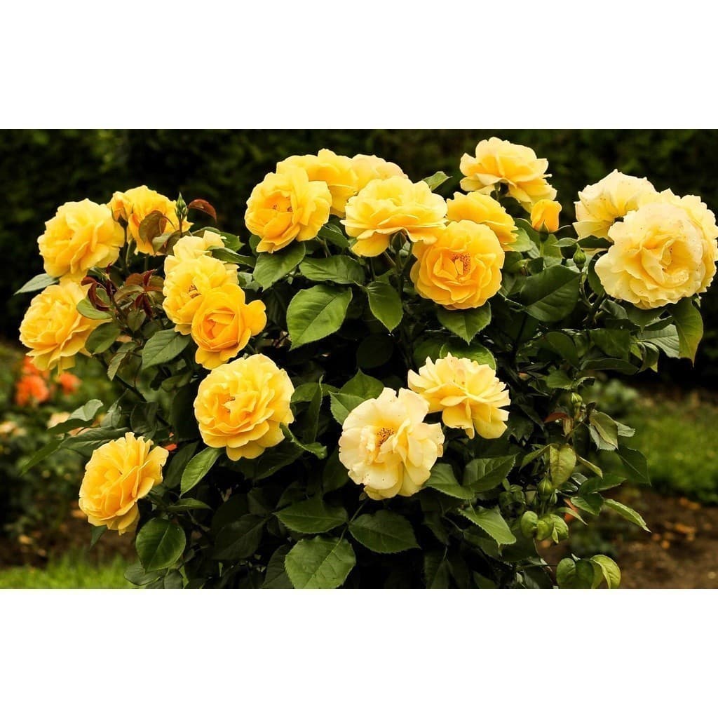 OPORTUNIDADE 100 sementes rosas amarelas trepadeiras top OPORTUNIDADE T5