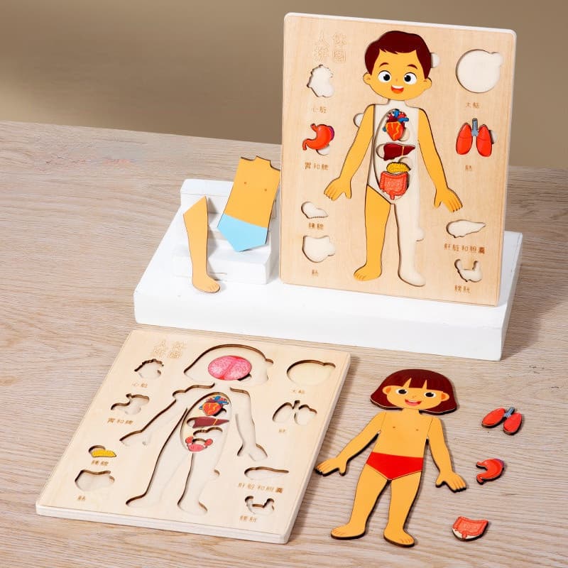 Estrutura De Órgãos Do Corpo Humano Quebra-Cabeças De Madeira/Educação Precoce Mãe E Criança Interativa Brinquedos Para