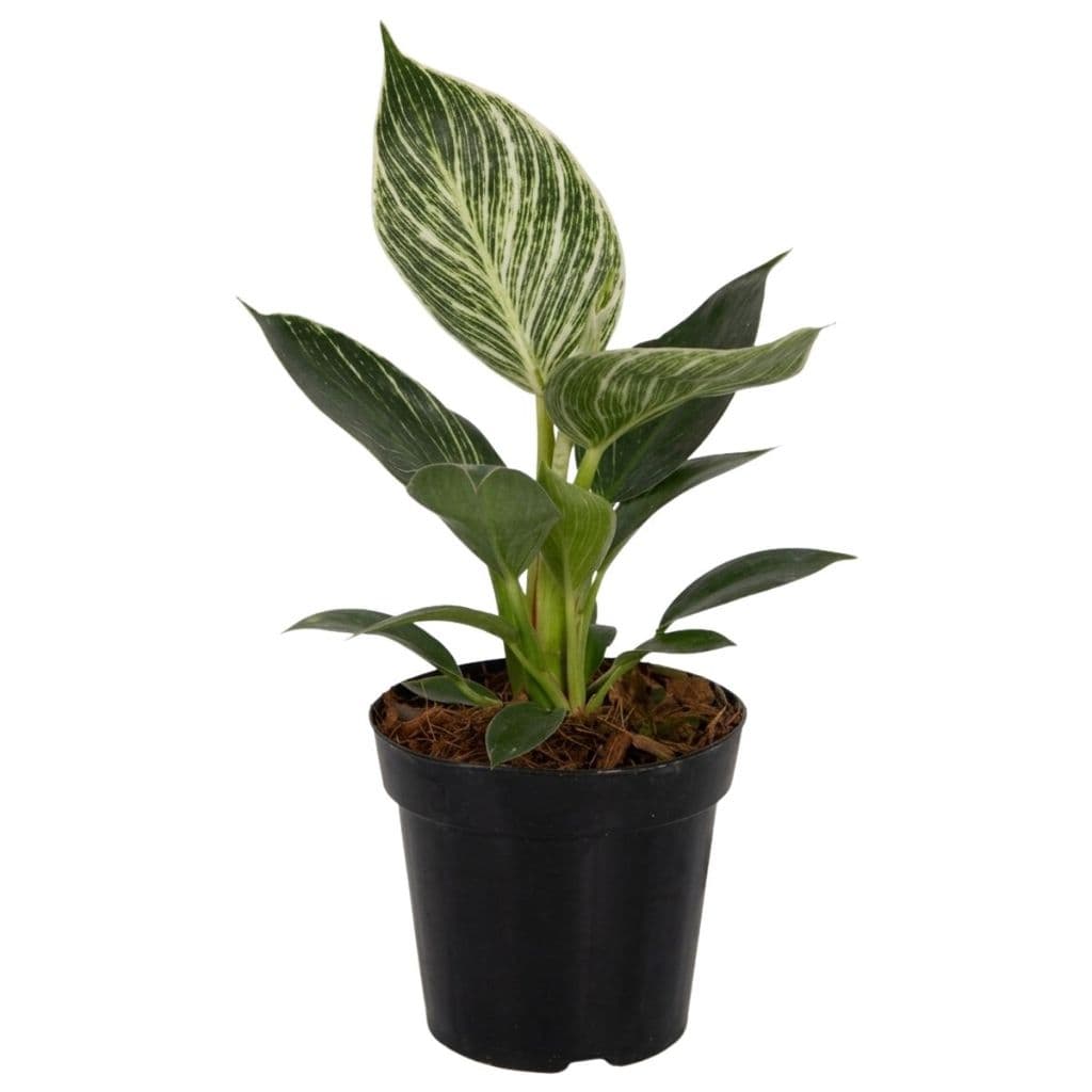 Muda de Philodendron Birkin Filodendro Birkin Planta Ornamental Decoração Jardim Vaso