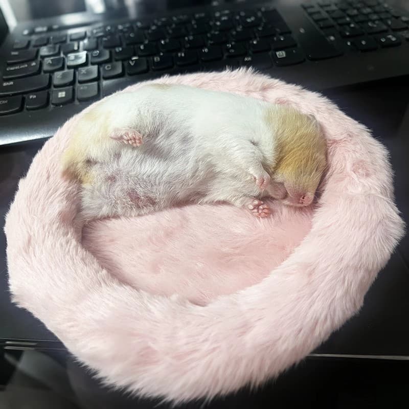 Pequeno animal de estimação almofada quente coelho veludo almofada redonda mais veludo Hamster almofada redonda urso dou