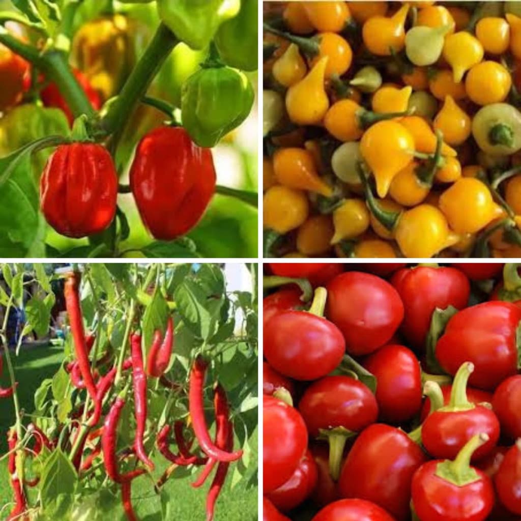 1000 Sementes Horta Com 8 Cartelas Sementes Pimenta