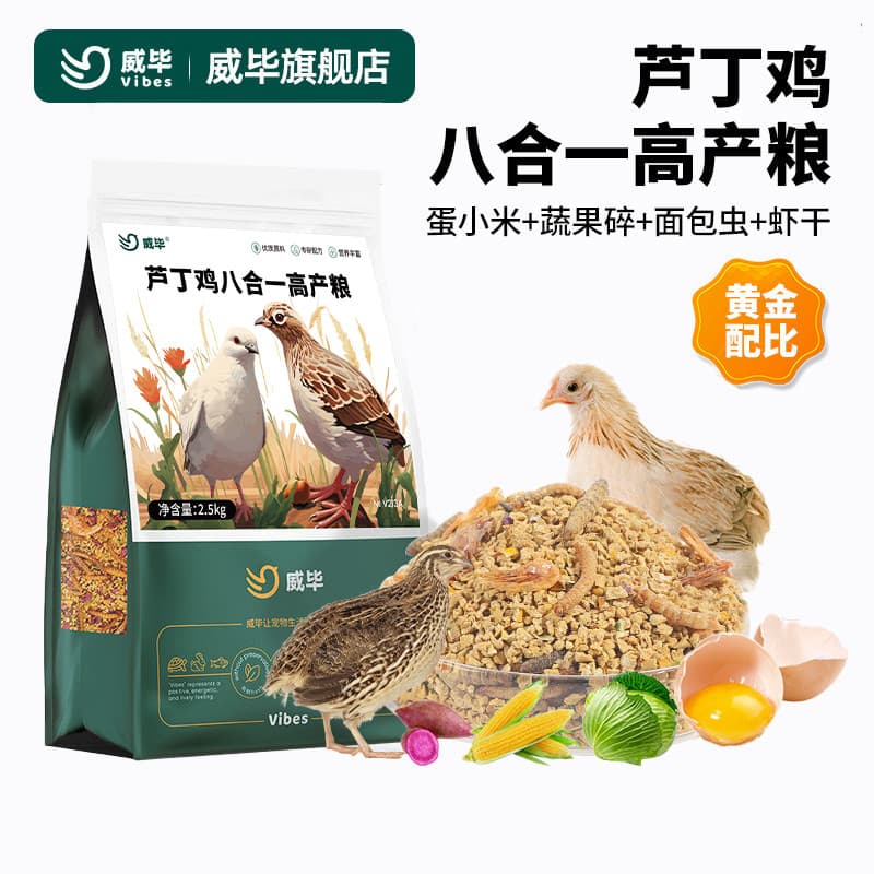 Ludding frango alimentação colocando ovo comida colocando ovos dedicado Pet frango jovem frango levantando alimentos abe