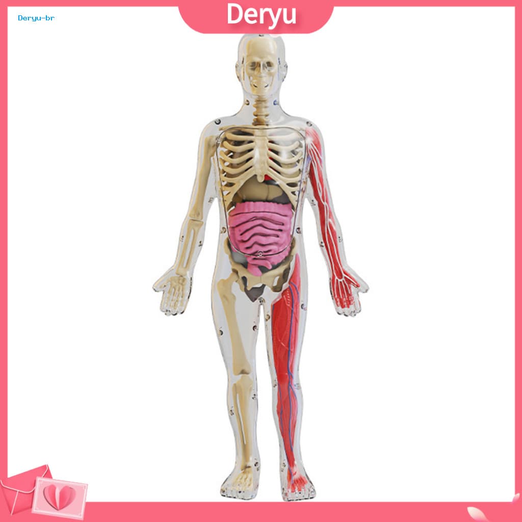 Simulation Body Toy Glow-in-the-dark Model with Removable Organs and Bones Tray Tweezers Anatomy Teaching Aid for School