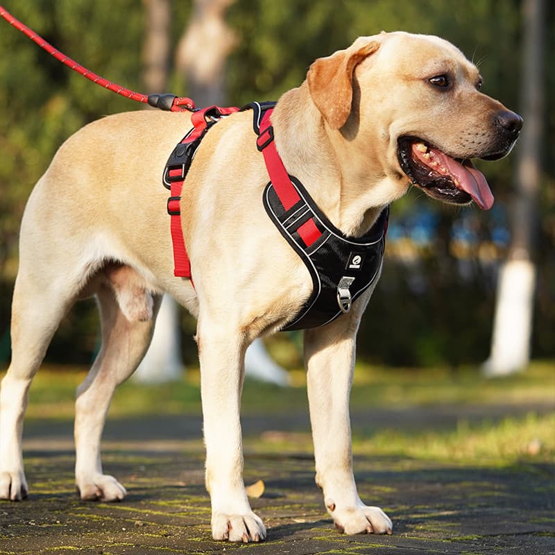 Colete estilo trela do cão médio grande cão Labrador Golden Retriever não-estrangulamento cinta peito cão andando trela