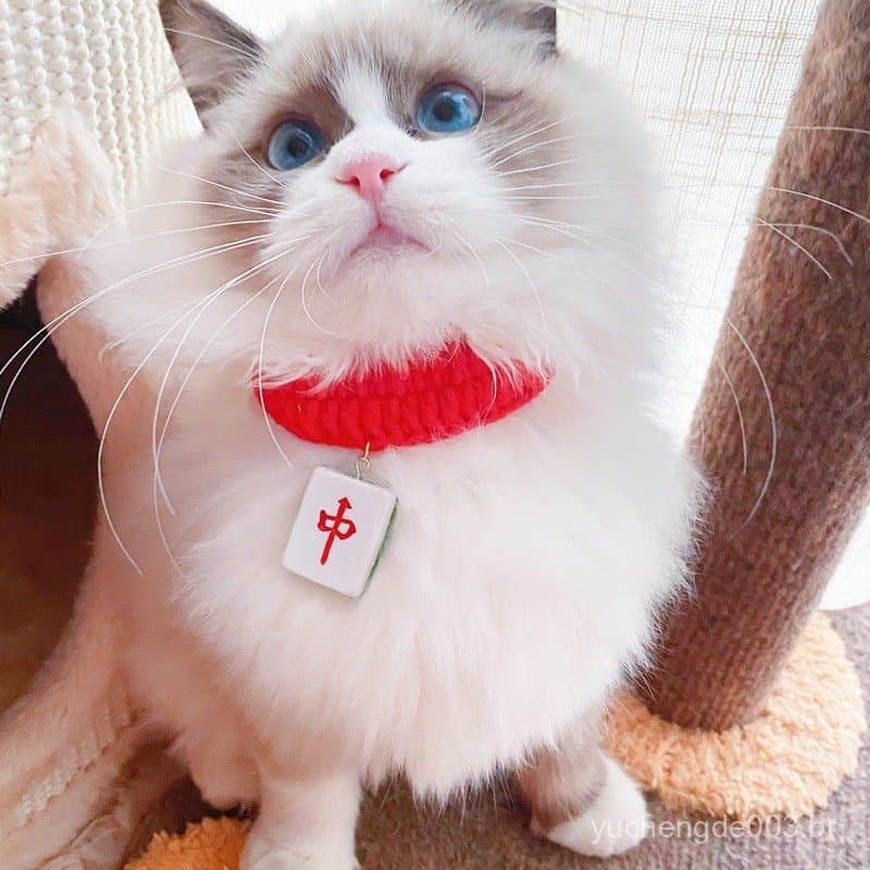 Nova coleira de malha vermelha para animais de estimação, divertida coleira de mahjong para gatos, roupa para cães e Bic