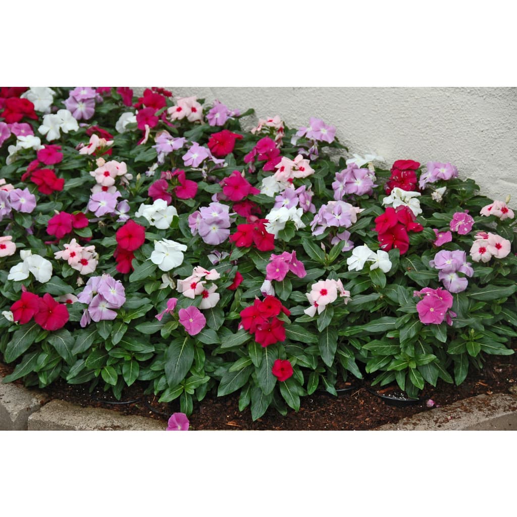 100 SEMENTES DE VÍNCA ANÂ SORTIDAS - SEMENTES DE FLOR BOA NOITE - VINCA ANA Premium EXCLUSIVO