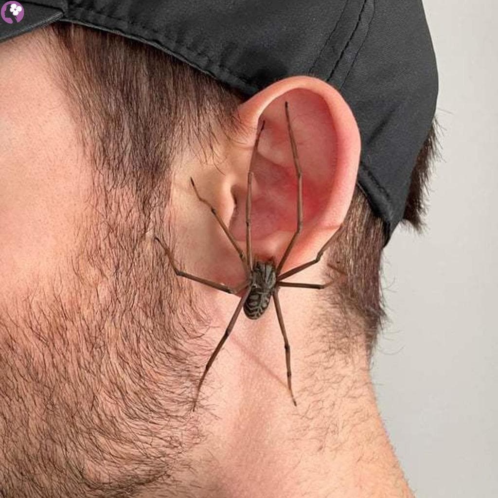 Halloween Aranha Brincos De Plástico Horrível Falso 3D Gigante Trajes De Para Mulheres Meninas Homens