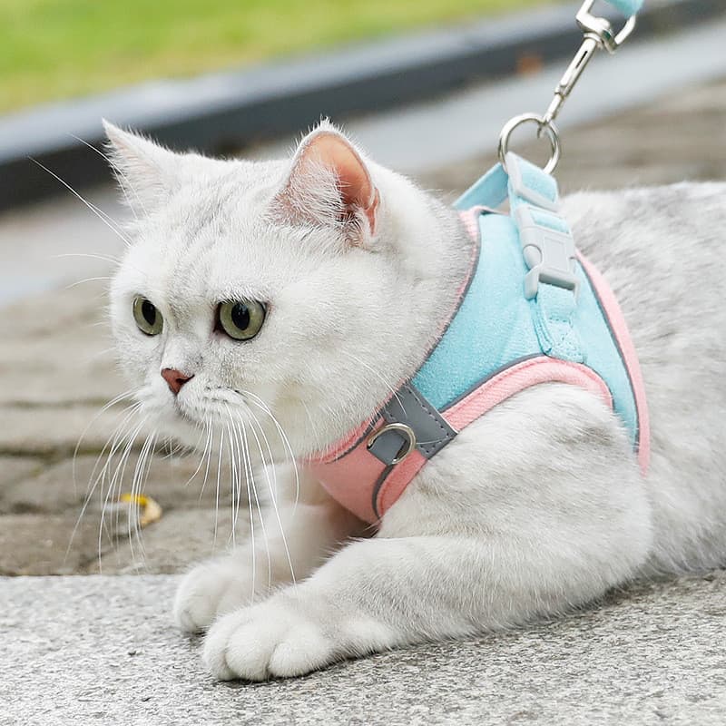 Alça Peitoral Transfronteiriça Para Animais De Estimação , Colete Cachorrinhos , Cinto Cães , Coleira Produto Gatos Resp