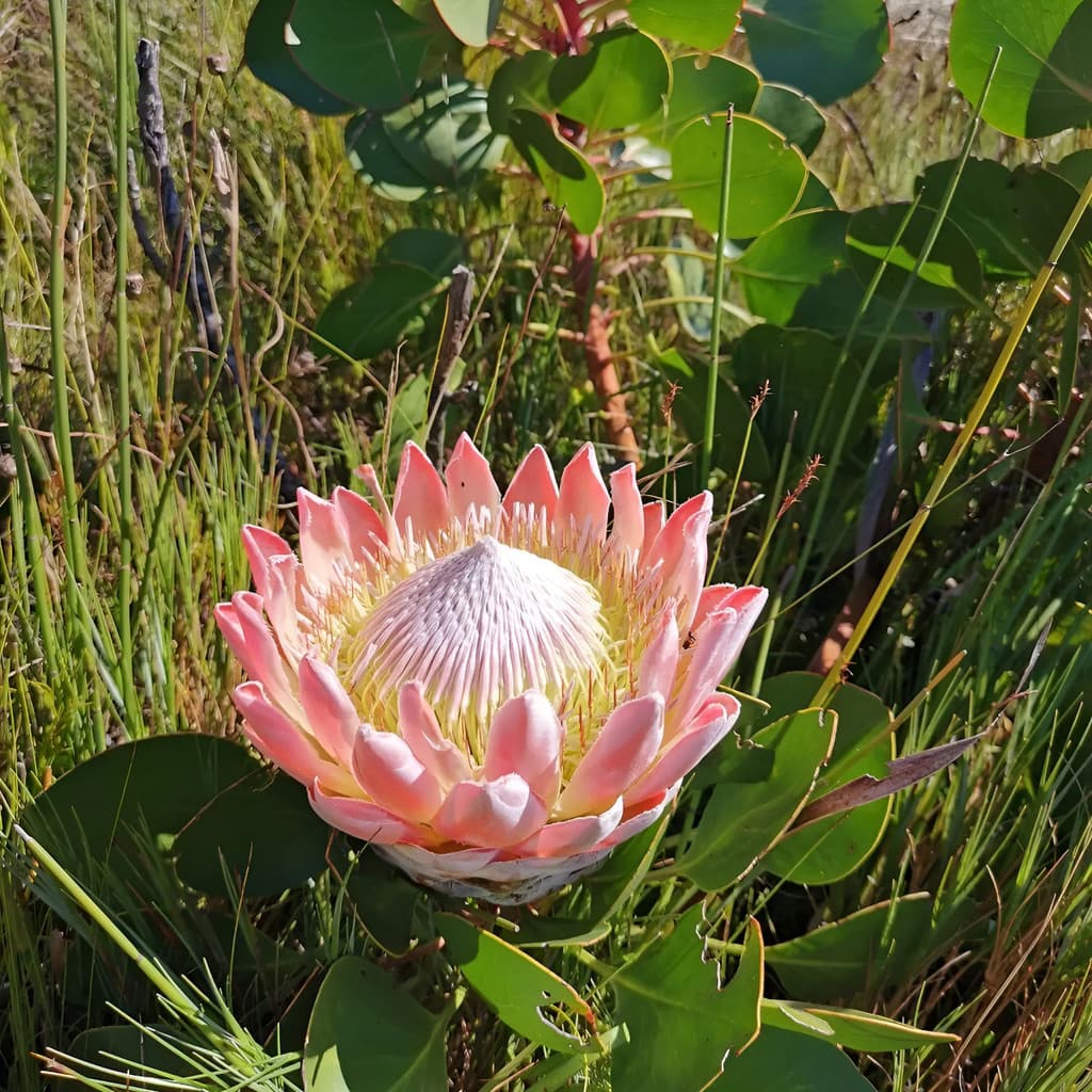flores ornamentais 100 Sementes Rei Flor Simbolo Forca Beleza Natural planta para vaso