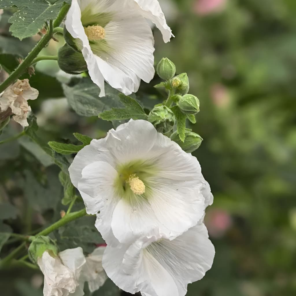 Sementes de flores de alta qualidade Malva Rosa: Sementes Para Canteiros Vasos E Jardins 100% plantas floridas