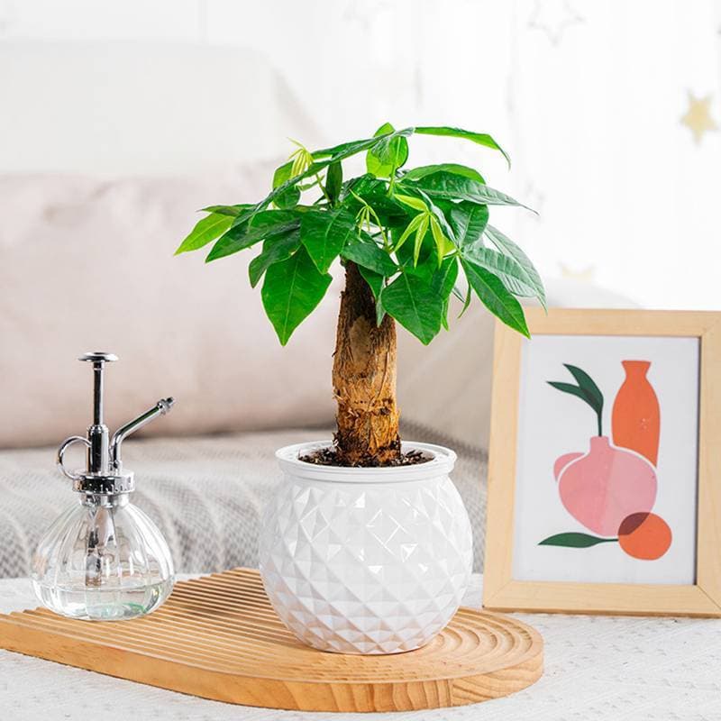 [newpros] Mini Vaso De Flores Com Rega Automática Tanque De Peixes Vasos De Plantas De Plástico Transparente Planta Para