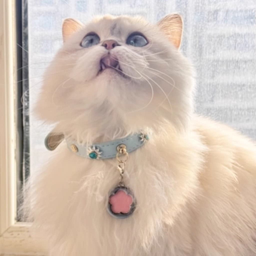 Coleira para animais de estimação nome gravado gato cão babador jóias rosa sino gato marca gato colar tamanho ajustável