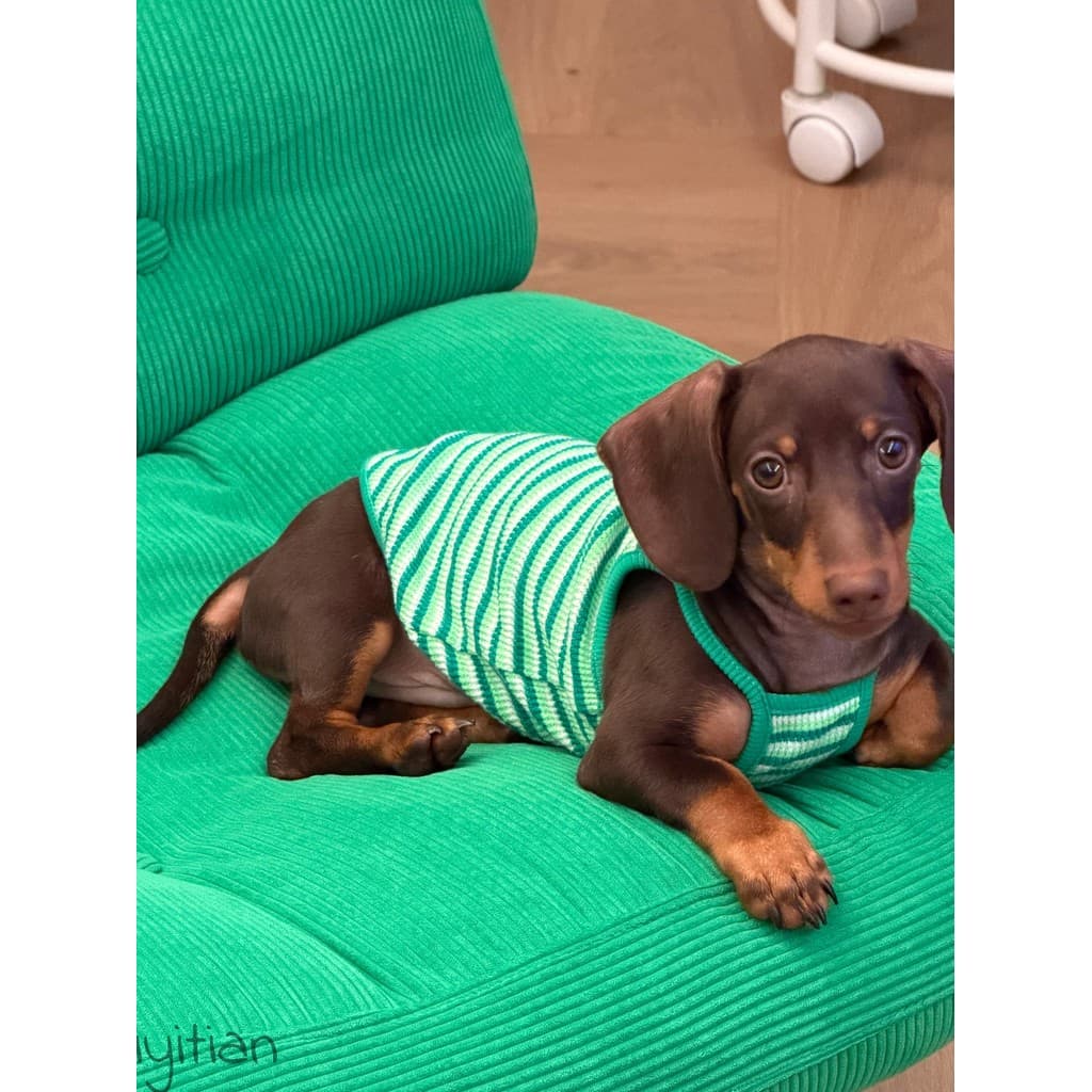 Dachshund roupas filhote de cachorro listrado estilingue verão estilo fino Marta Yorkshire Shih Tzu BV colete verde