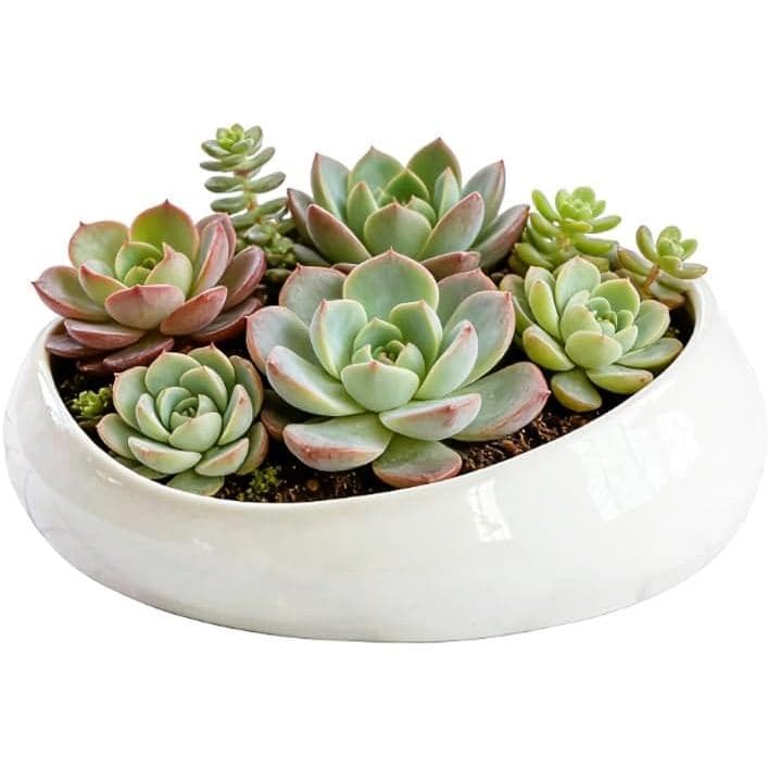 Vaso de Cerâmica Moderno para Suculentas com Drenagem – Vasos para Plantas de Interior, Vasos de Flores com Design Artís