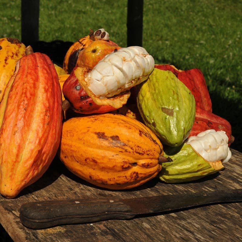 Muda de Cacau Feita de Semente Frutífera Theobroma cacao Pomar Jardim