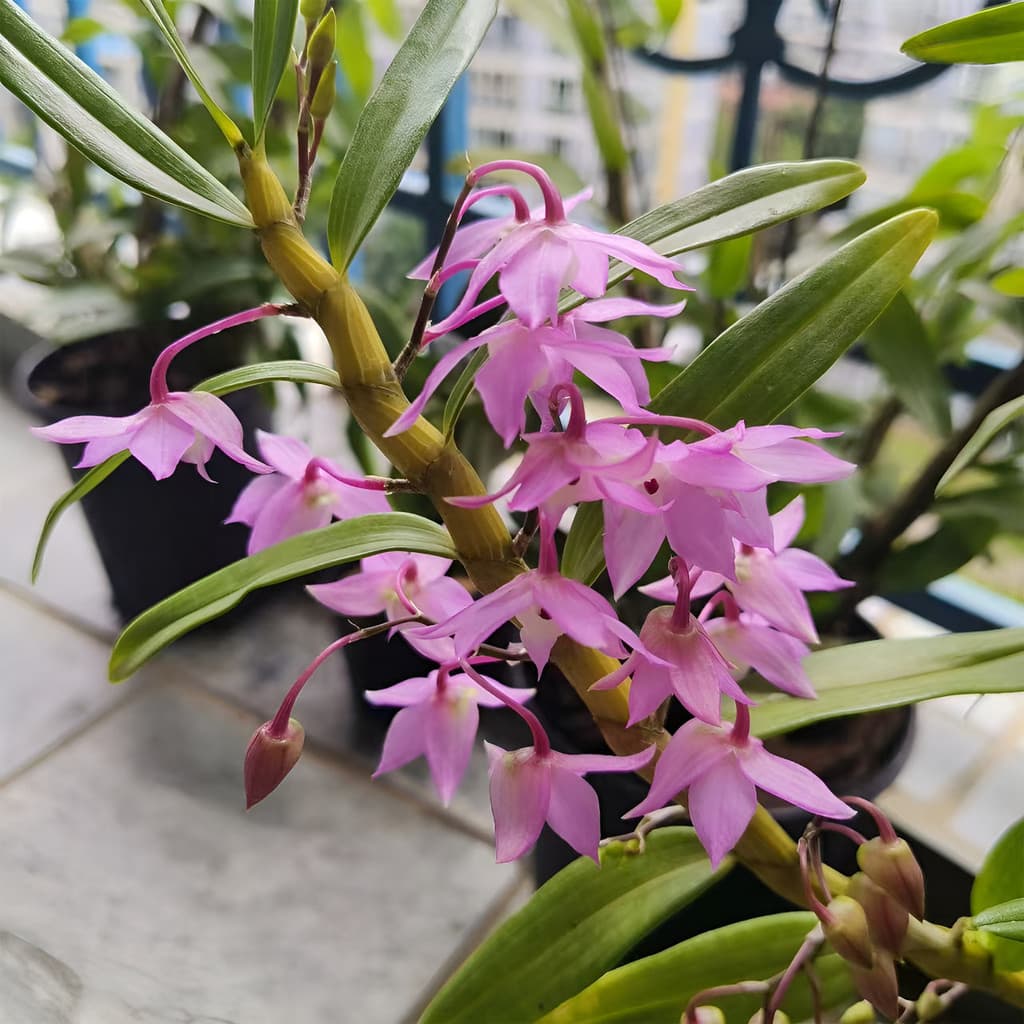 flores ornamentais 100 Sementes De Catasetum - Flores Mecânicas E Exóticas planta para vaso