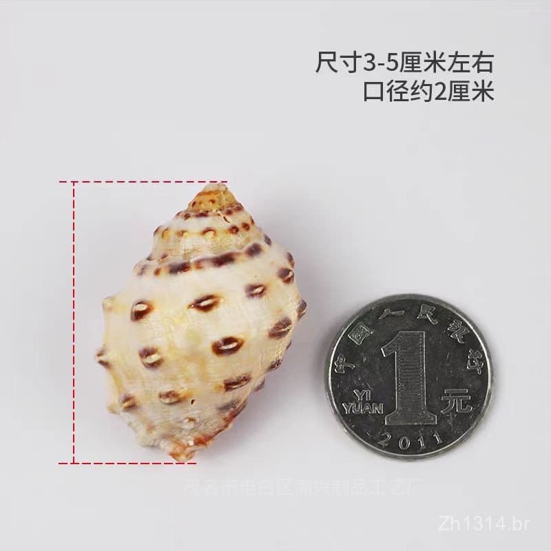 Conchas naturais de caracóis marinhos, conchas de caracóis lychee, conchas especiais de reposição para caranguejos eremi