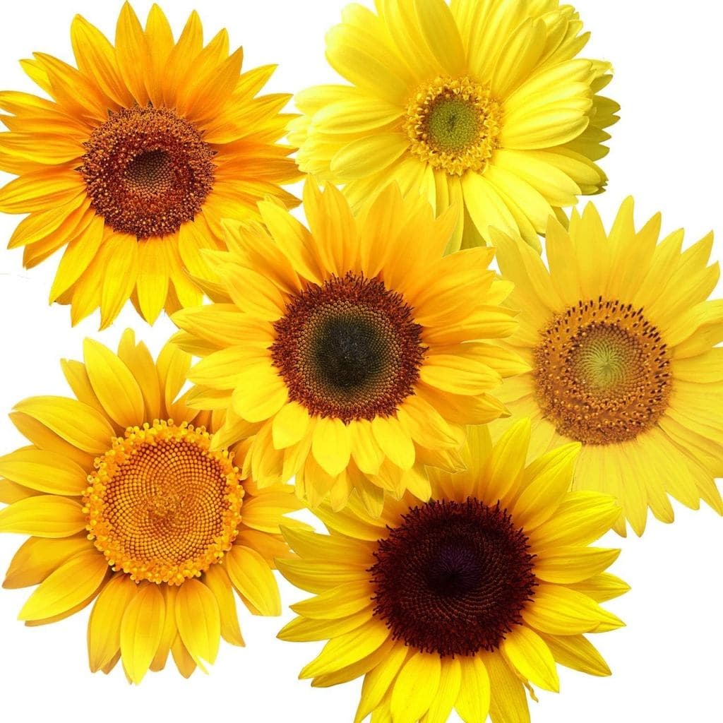 Zonon 72 Pieces Sunflower Wall Sticker Sunflower Peel and Stick Wall Decals Removable 3D Waterproof Decor Spring Self-Ad