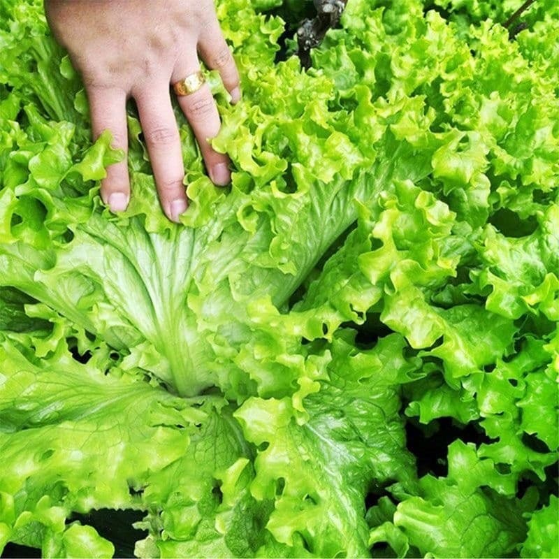Rara Sementes de Alface Crespa Crescimento Rápido 200-500 Sementes | Fácil de Plantar | Horta em Casa | Alta Germinação