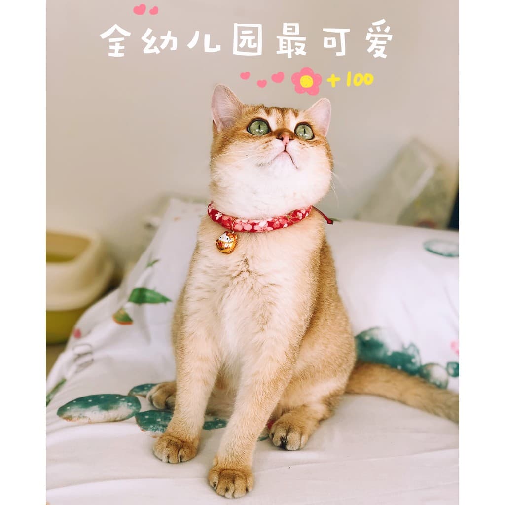Oferta especial] Coleira para gato de estimação estilo japonês sino de gato coleira para gato e cachorro colar de corda
