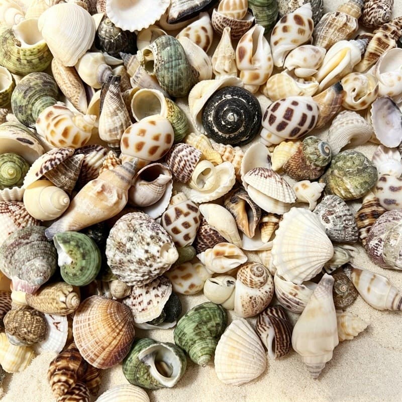 15 Unidades/Pacote Concha Natural Mistura Artesanal Decoração Do Tanque De Peixes Para DIY