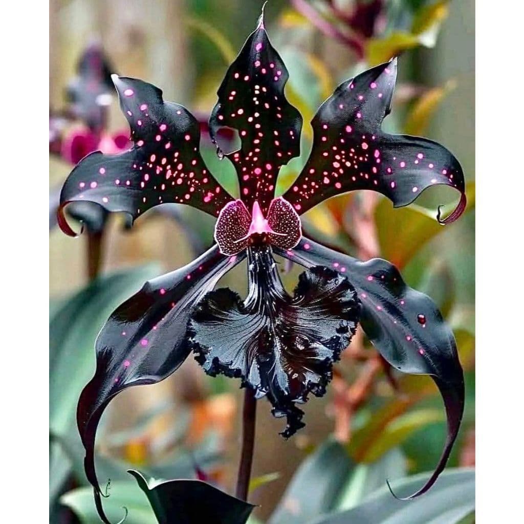 Orquídea Andromeda’s Aura 100 sementes com manual de cultivo