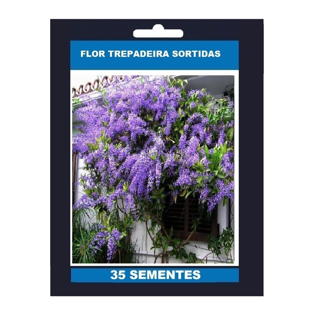35 Sementes Premium de Rosas Flor Trepadeira Roxa Violeta