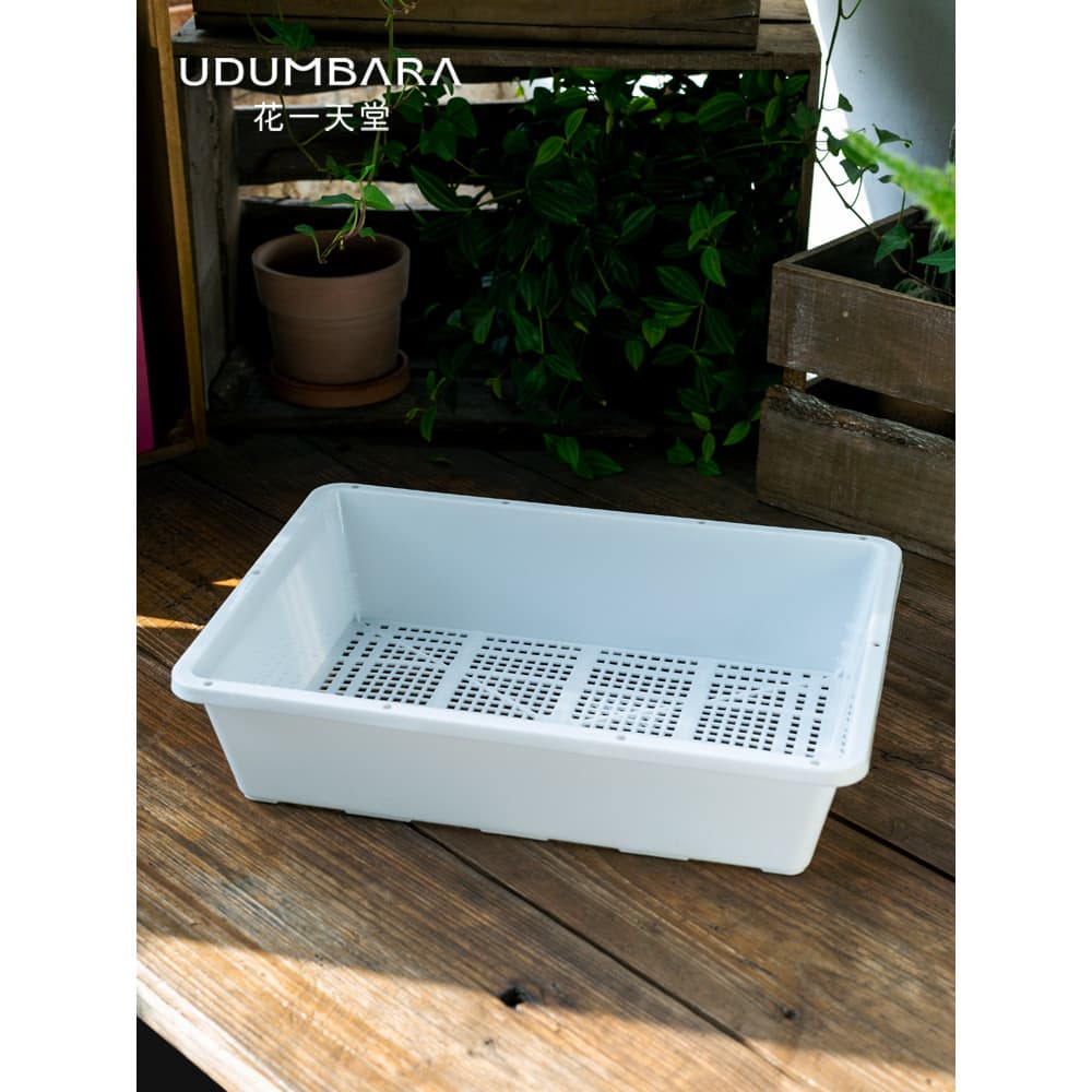 Huayi Paradise Bandeja de mudas para vasos suculentos de plástico Extra grosso com tampa Inserção de folhas Moldura de a