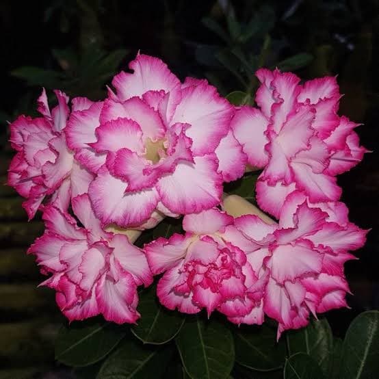 Sementes rosa do deserto branca com bordas pink