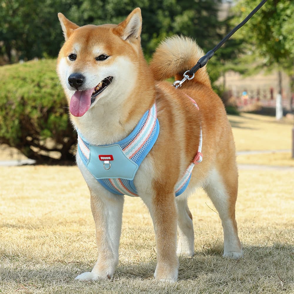 Corda para cães andando Shiba Inu Pomeranian Coleira para cães pequenos e médios