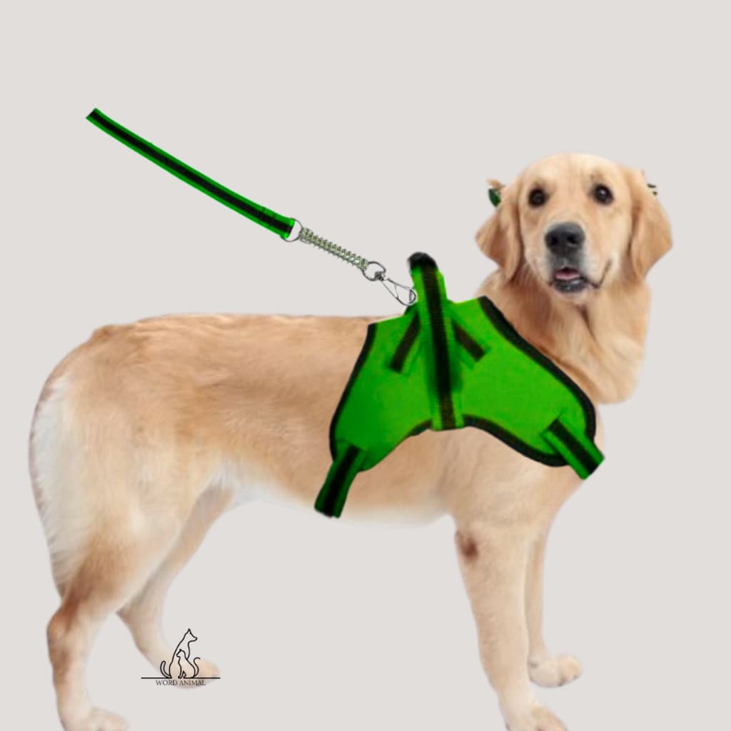 coleira peitoral cachorro pequeno medio e grande porte pet cores lindas