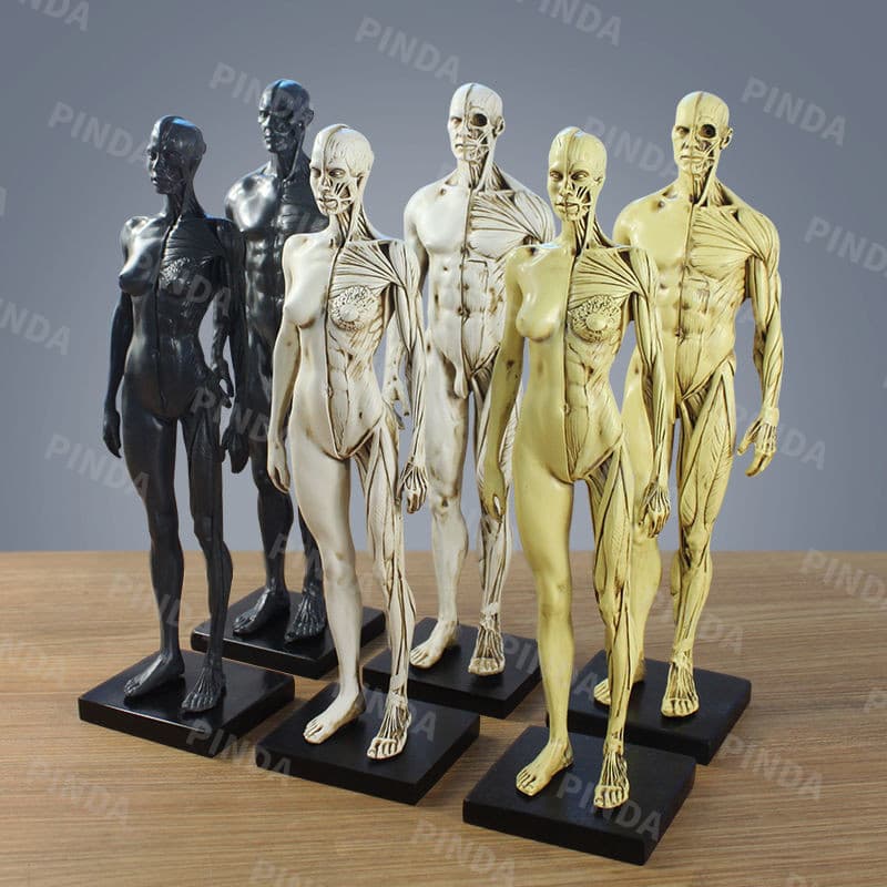Referência de design e pintura em CG: crânio e busto médico, modelo artístico da anatomia musculoesquelética humana para