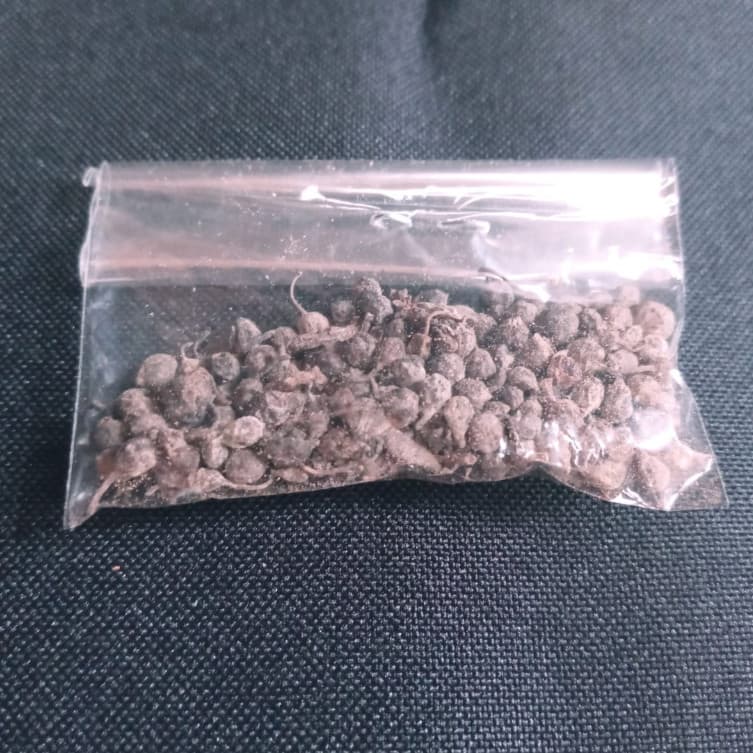 Fava De Lelecum Africano Para Candomblé E Umbanda lindos