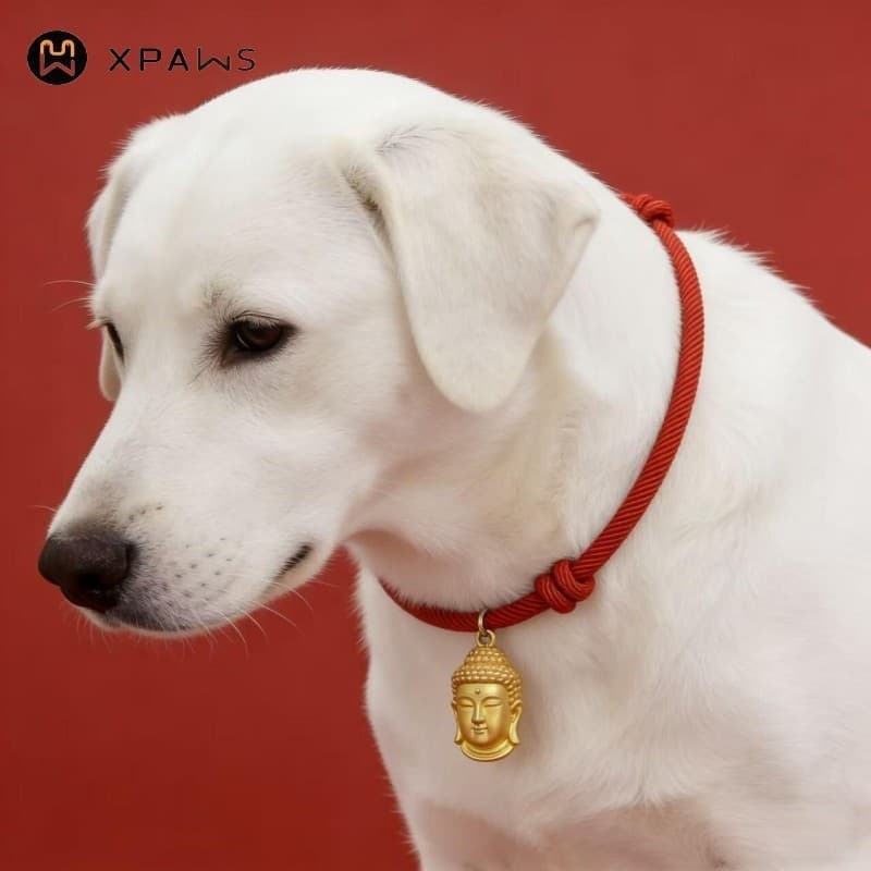 XPAWS colar de cachorro dourado, pingente de cabeça de buda, trava de longevidade, corda trançada vermelha, corda grande