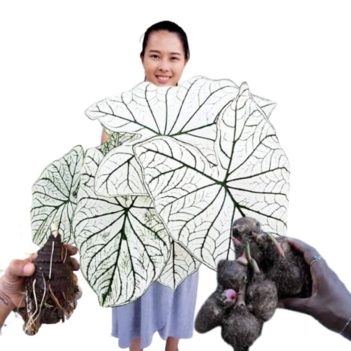 Bulbo de Caladium gigante nakagawa branco (tinhorão)